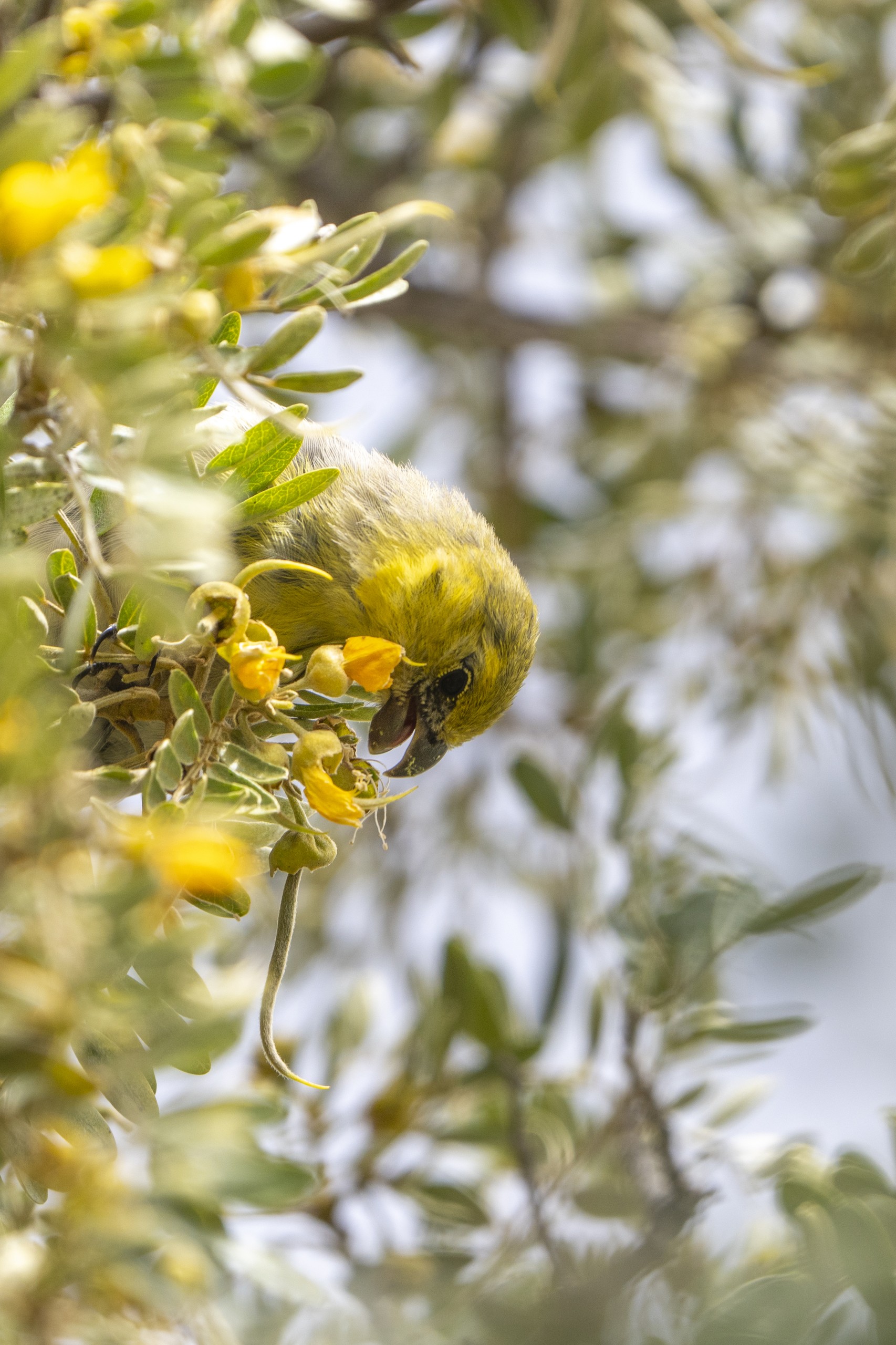 Palila bird perched in mamane tree, Big Island Hawaii